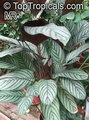 Ctenanthe Setosa